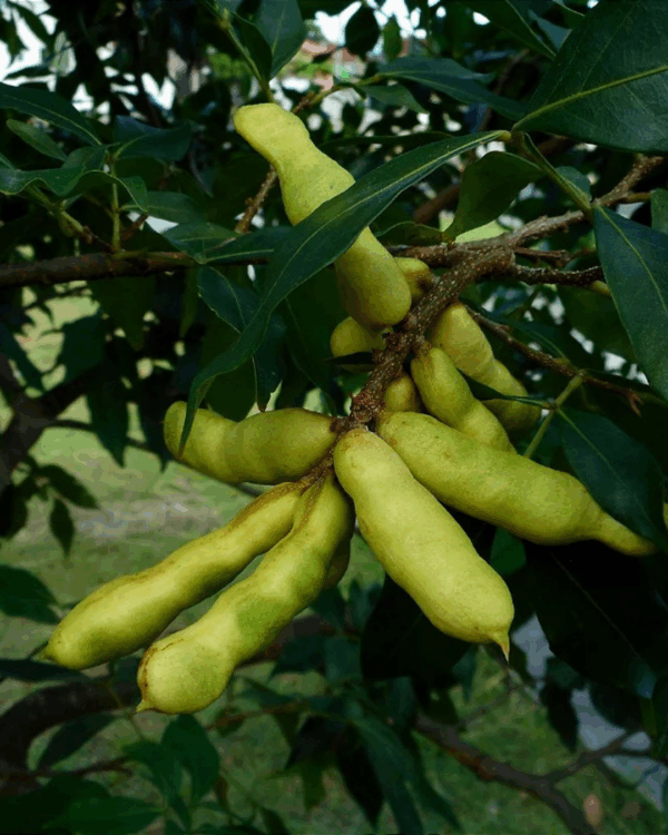 Ingá