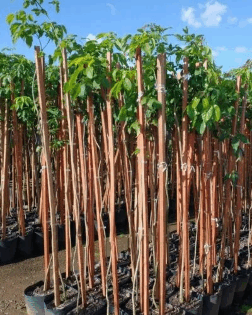 Inga Invis Ingá – Espaço Plantas