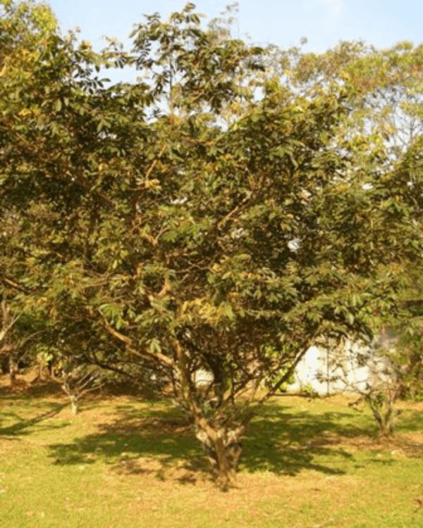 Ingá - Imagem 2