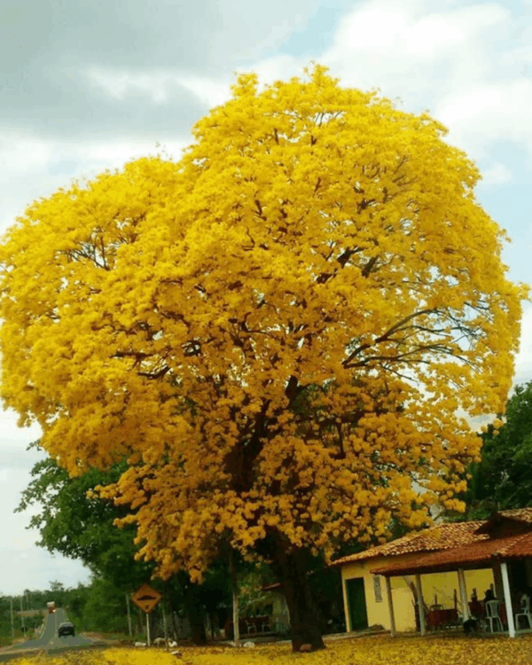 Ipê - Imagem 2