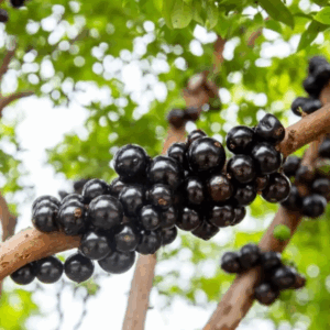 Jabuticaba
