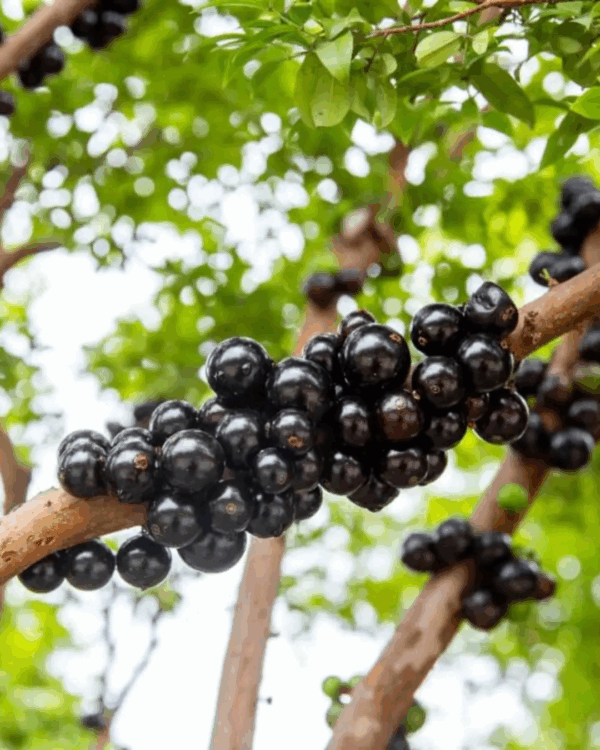Jabuticaba