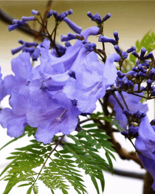 Jacarandá Mimoso
