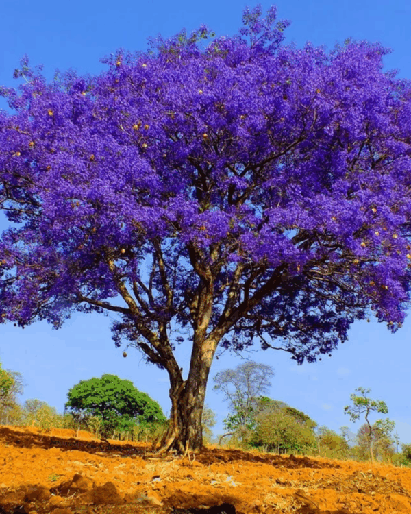 Jacarandá Mimoso - Imagem 2