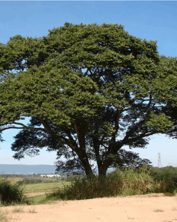 Jatobá do Cerrado - Imagem 2