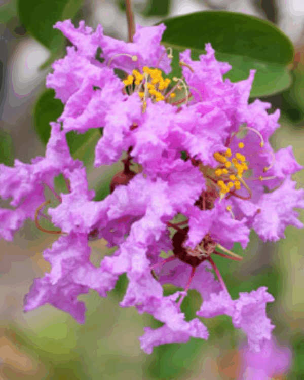 Jequitibá Rosa
