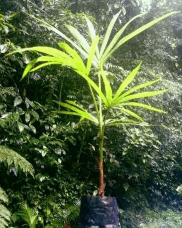 Jussara | Palmito - Imagem 3
