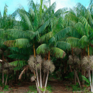 Jussara | Palmito