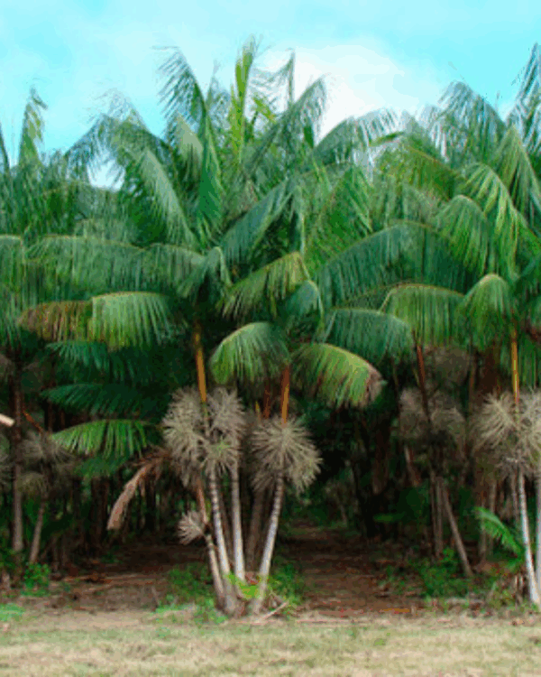 Jussara | Palmito