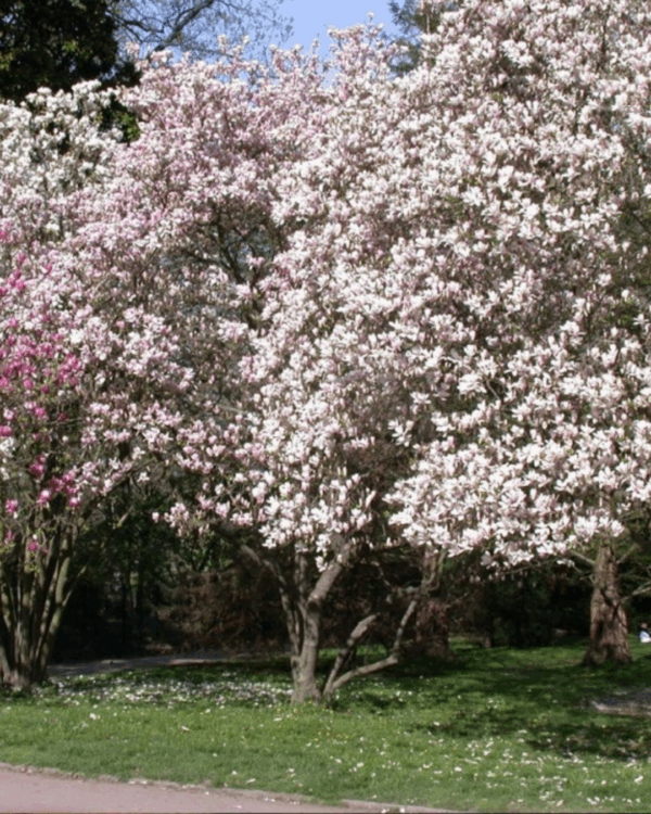 Magnólia - Imagem 2