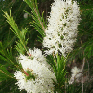 Melaleuca