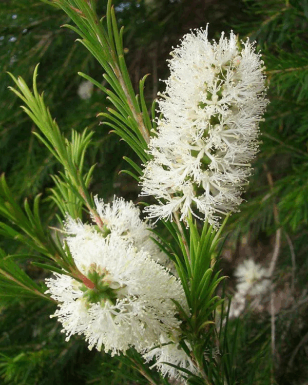 Melaleuca