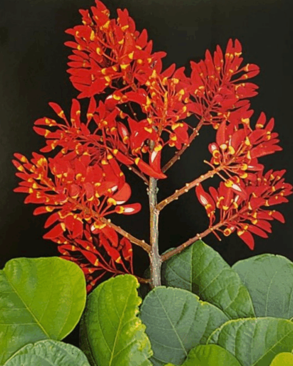 Mulungu