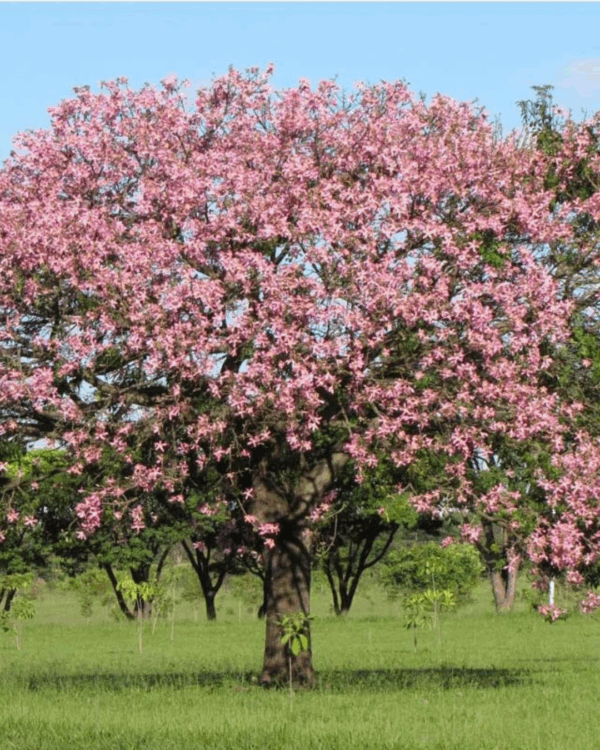Painera Rosa - Imagem 2