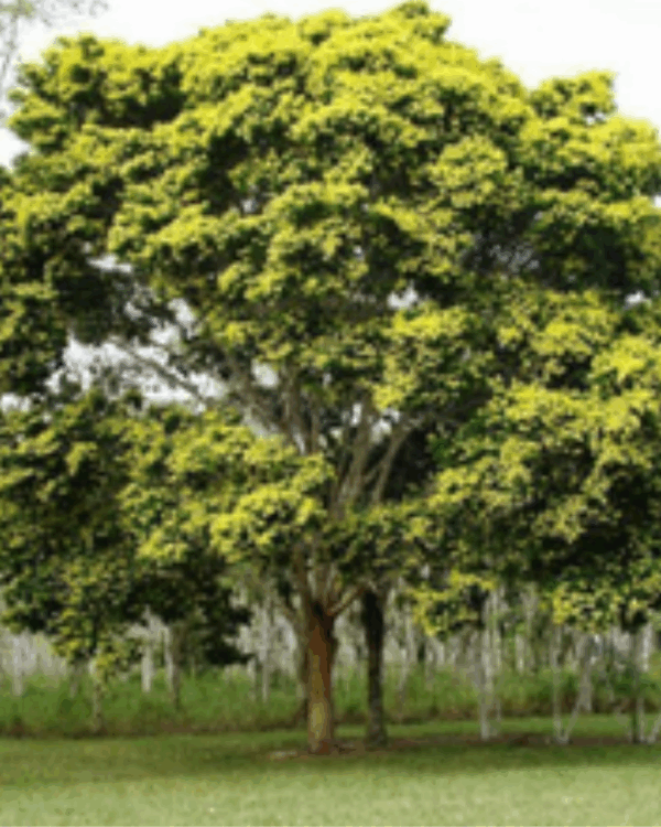 Pau Brasil - Imagem 2