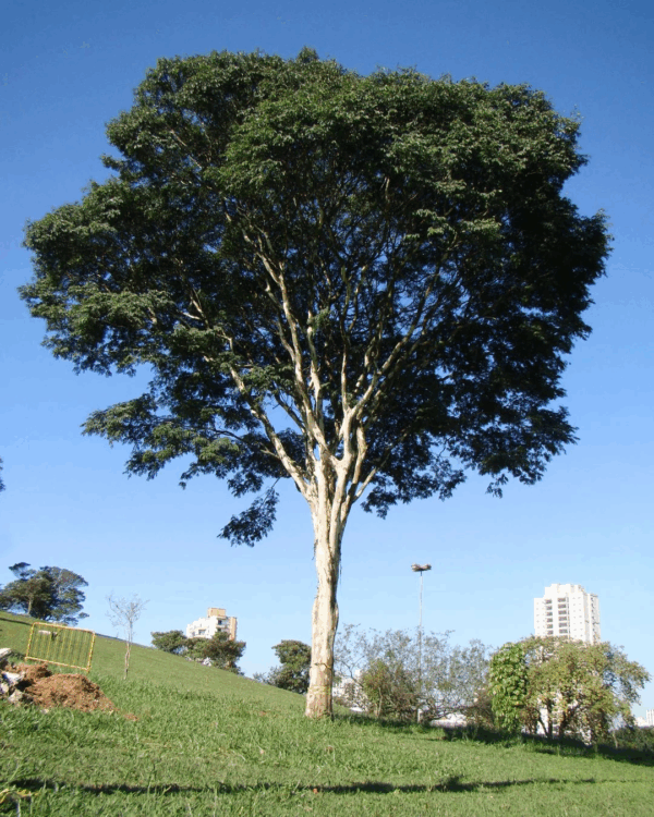 Pau Ferro - Imagem 2