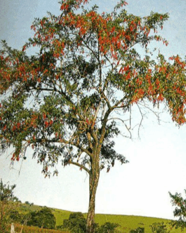 Pau Viola - Imagem 2