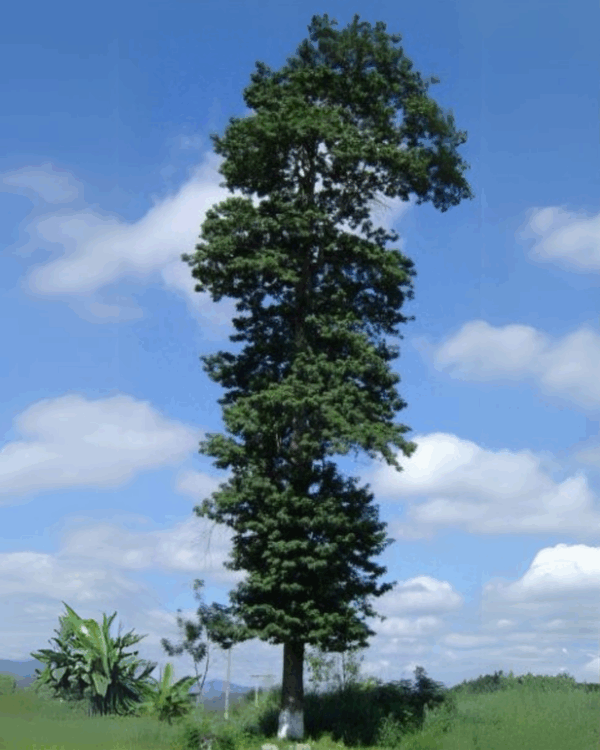 Perobá do Campo