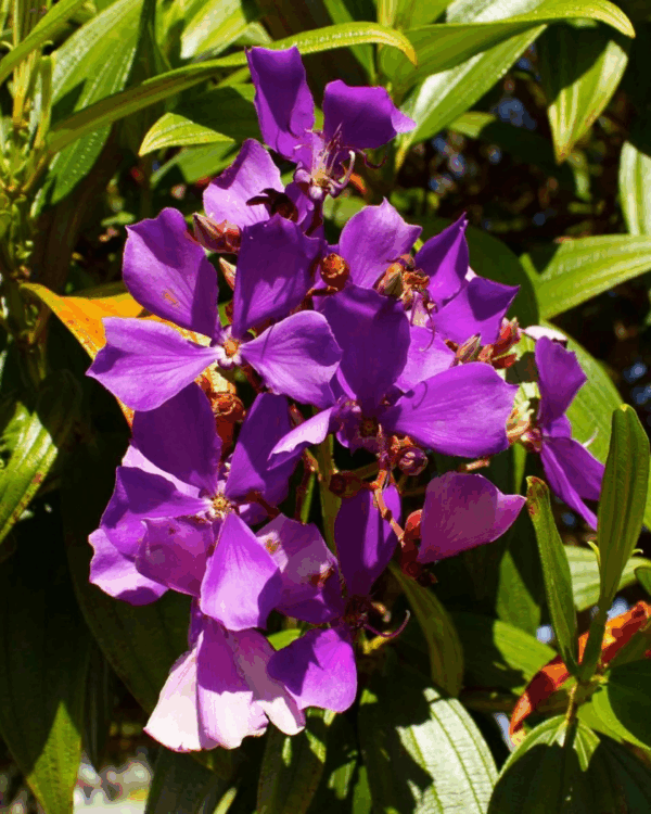 Quresmeira