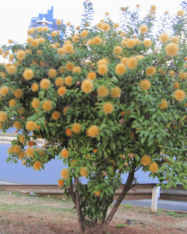 Rabo de Cotia - Imagem 2
