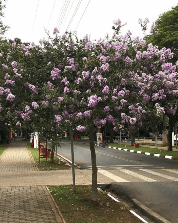 Resedá - Imagem 2
