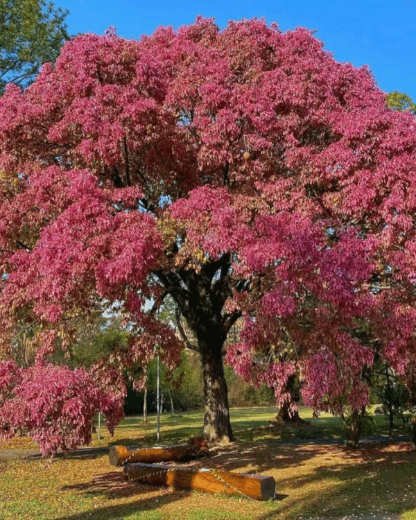 Sapucaia - Imagem 2