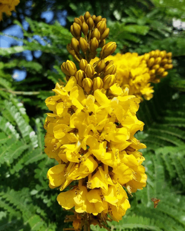 Sibipiruna