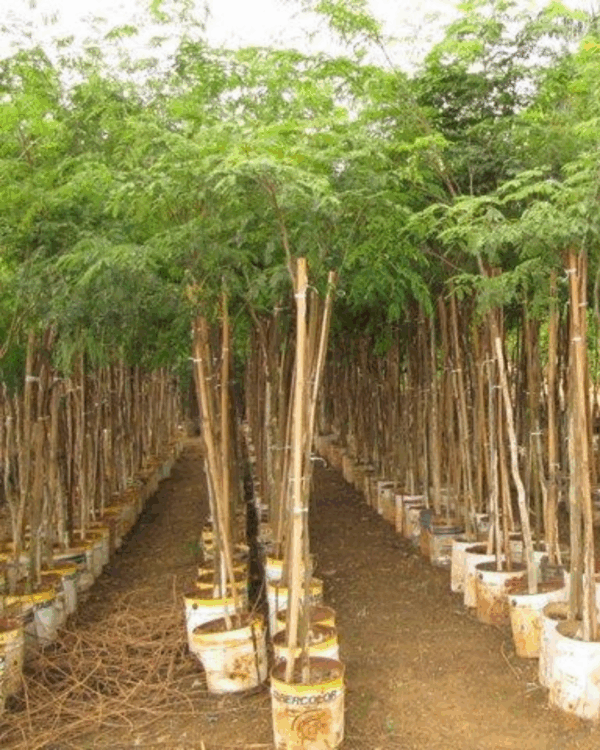 Sibipiruna - Imagem 3