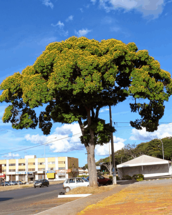 Sibipiruna - Imagem 2