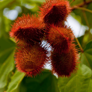 Urucum