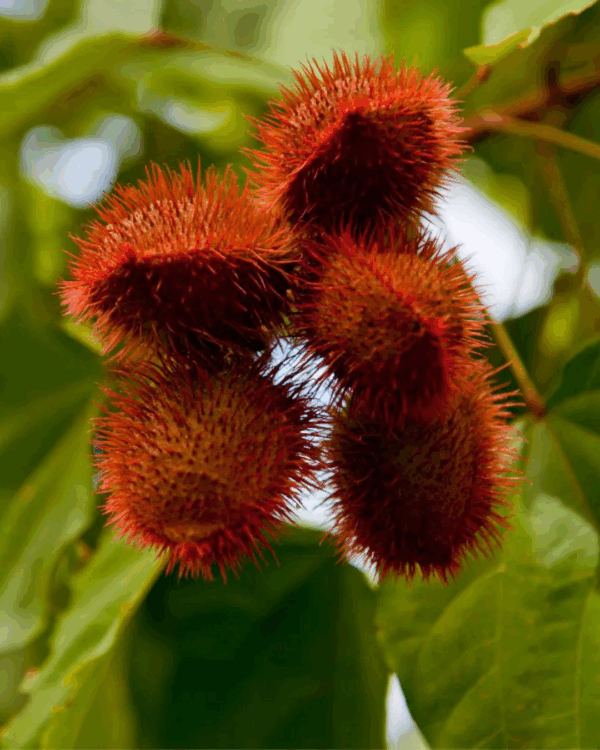 Urucum