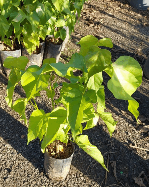 Urucum - Imagem 3