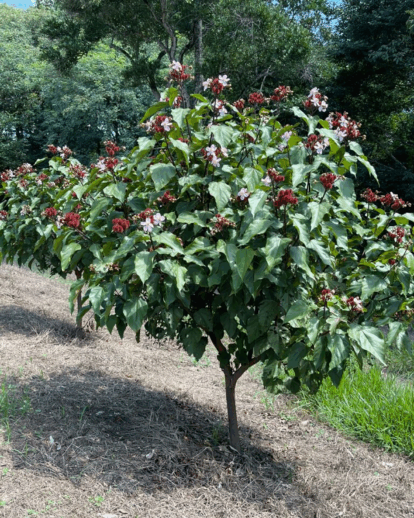 Urucum - Imagem 2