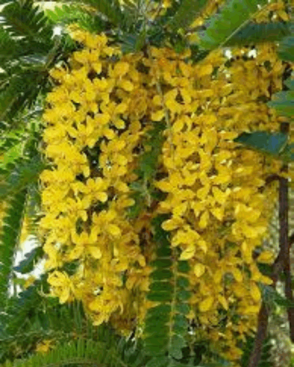 Canafístula