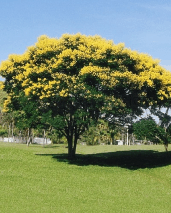 Canafístula - Imagem 2