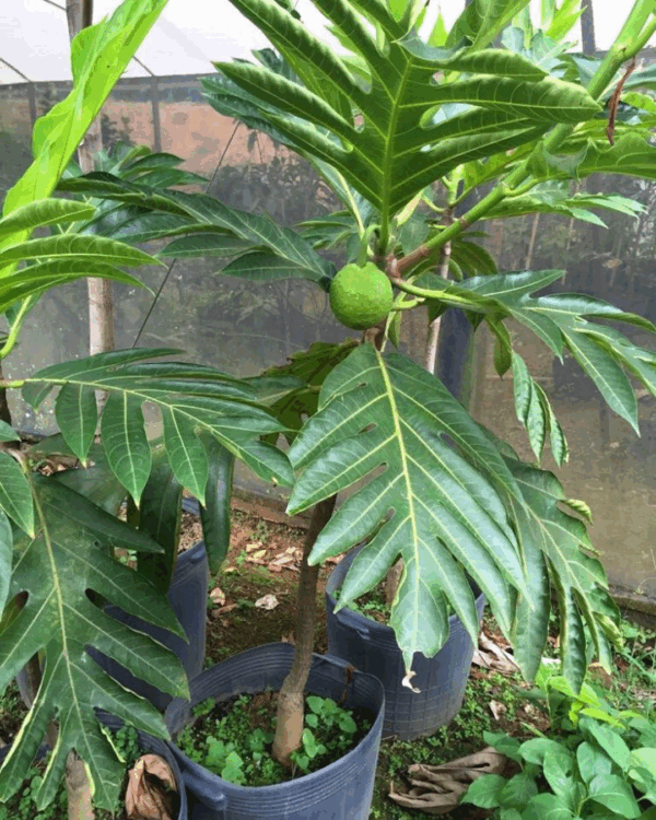 Fruta Pão - Imagem 3