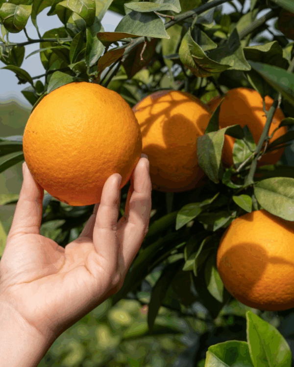 Laranja
