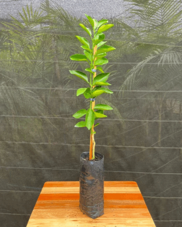 Laranja - Imagem 3