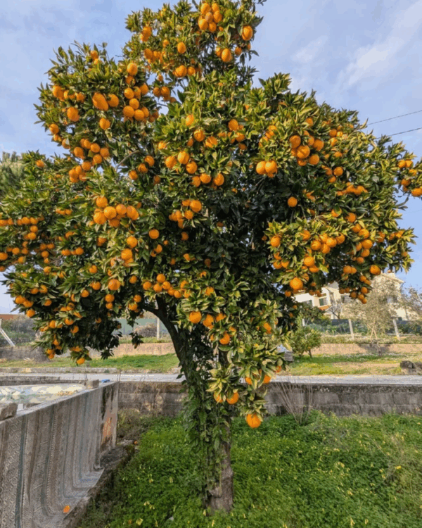 Laranja - Imagem 2