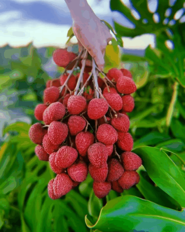 Lichia