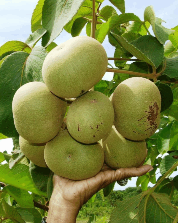 Pequi