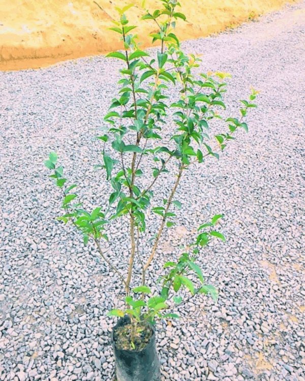 Pitanga - Imagem 3