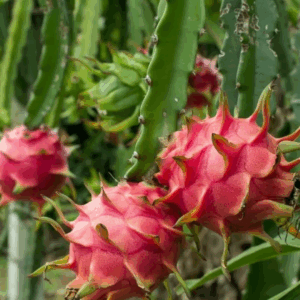 Pitaya