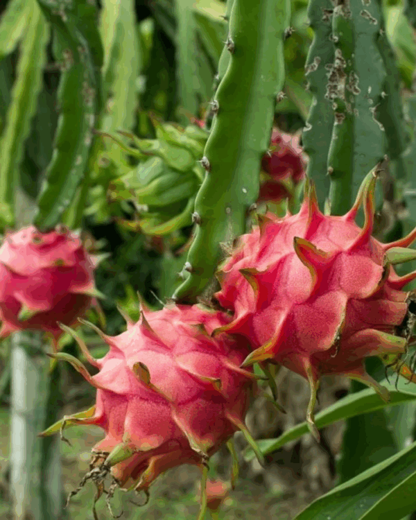 Pitaya