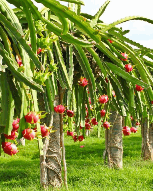 Pitaya - Imagem 2