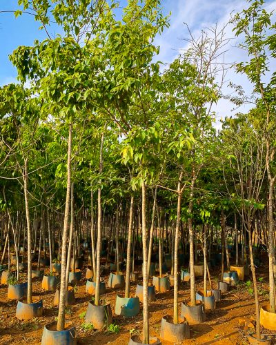 IMG_0854_Original Grande