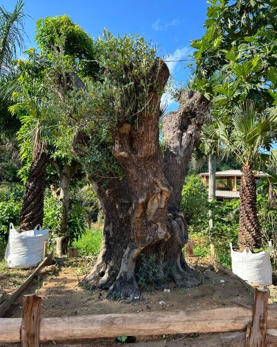 WhatsApp Image 2024-06-11 at 15.47.50